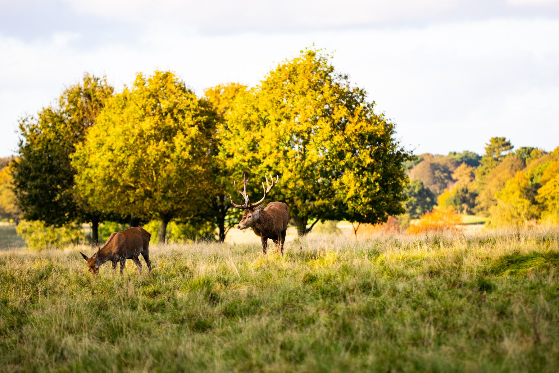 Tatton Park